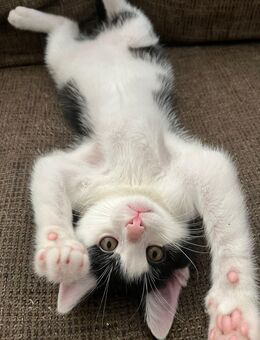 🐈‍⬛🐈EKH Mix Kitten 🐈🐈‍⬛ - Ratekau