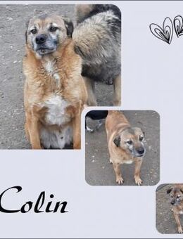 Colin - Köln
