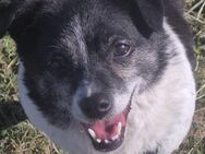 Puchi sucht ihr Zuhause - Neuss