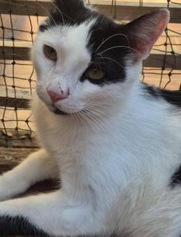 Entzückender Kuhkater Panda 1 Jahr - Stelle