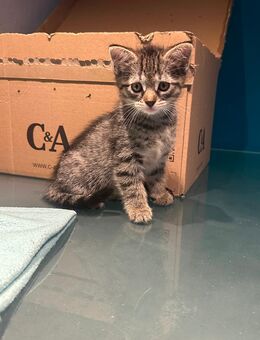 Babykatzen - Emmendingen Zentrum