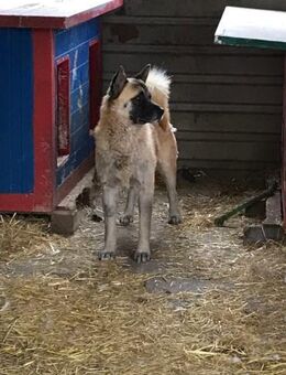 JUAN - laßt uns dicke Freunde werden - Overath