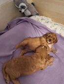 Cavapoo Welpen/Pudelmischlinge/ Hybridrasse in 32278