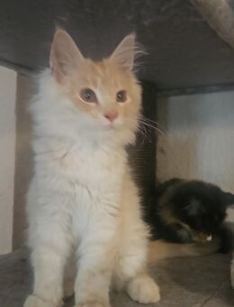 2 Maine coon kitten suchen ab sofort ein neues Zuhause - Duisburg Zentrum