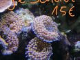 Korallen Meerwasser Anemone in 15236