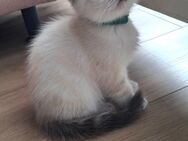 Bkh Kitten.Britisch Katze - Dortmund Huckarde