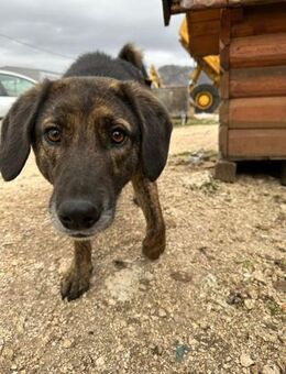 Schüchterner Nacho sucht sein Zuhause - Hamburg
