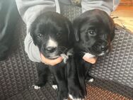 5 Labrador mischlinge suchen ein Zuhause - Lage (Nordrhein-Westfalen)