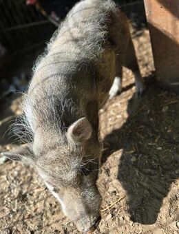 Mini Schwein - Gangelt