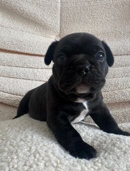 Französische Bulldogge suchen neue Familie 💕 - Frankfurt (Main) Bergen-Enkheim
