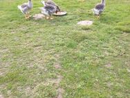 4 Junggänse diesjährig - Ritzerow