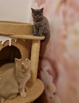 reinrassige BKH Kitten (nur noch Beige und grau) - Bremen