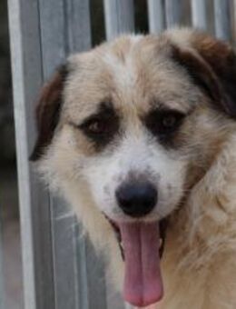 Eliene - liebenswerte Hündin - Lohra