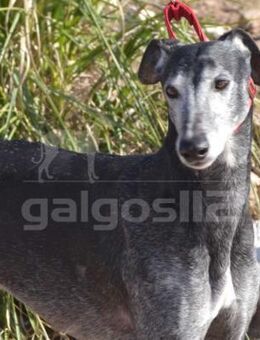 CIRO Der charmante, sanfte Galgo - Karben