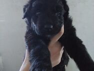 Aussiedoodle - Australien Shephard/Labradoodle Mix - Aurich