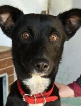 Misty, geb. ca. 11/2023, GRIECHENLAND - Euskirchen