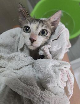 Pogolino aus dem Tierschutz - Grevenbroich
