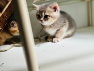 Bkh Kitten Hamburg Reinrassig - Hamburg
