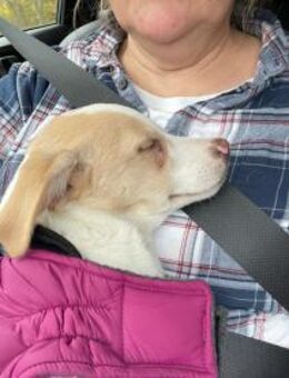 Kuscheliger Loki🌺 sucht seine Familie - Seggebruch