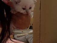 Reinrassige BKH Kitten - Günzburg
