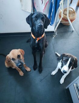 Schmusebär sucht Kuschelzuhause - Thaining