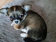 Chihuahua Welpe Langhaar Hündin - Rostock Lichtenhagen