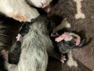 Katzenbaby am 25.10.24 geboren - Großenwörden