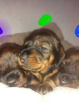 Rauhaardackel - Köthen (Anhalt)