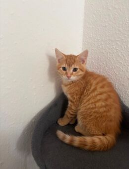 Katze - Büren