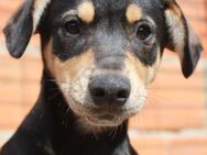Süßes Hundebaby Emre! - Althütte