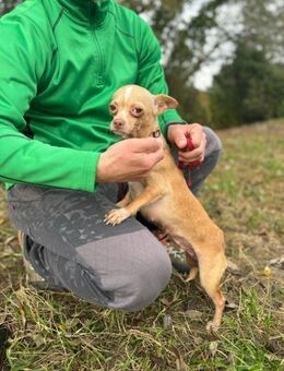ELODIE - echte Zuneigung erfahren - Overath