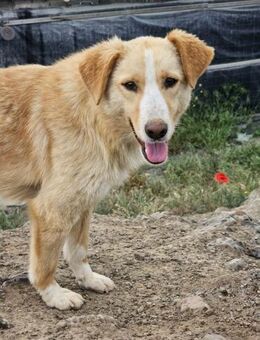 Ricca- Familie gesucht - Nürnberg