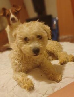 🐾 Lumpy sucht sein Zuhause - Ludwigshafen (Rhein)