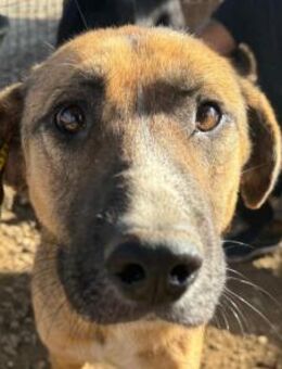 Kasper-netter Rüde 4 Jahre-60 cm - Rösrath