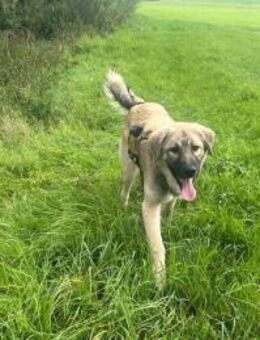 Pango sucht ein schönes Zuhause - München