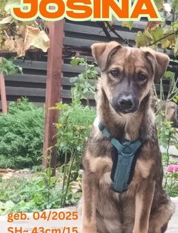 Josina - Team Iuliana - Rinteln