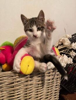 Zauberhafter kleiner Kater Monty - Augsburg