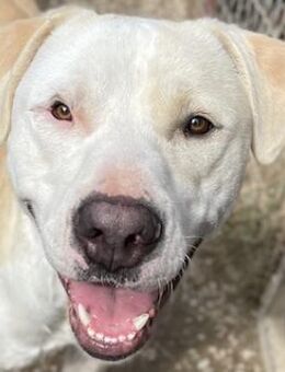 Tyson, geb. ca. 11/2022, Griechenland - Euskirchen