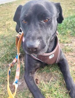 Apollo wartet schon so lange - Remagen