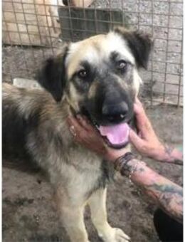 Helen - Pflegestelle oder Zuhause gesuch - Oberwies