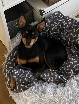 Liebevoller Platz für Romeo (Prager Rattler) gesucht - Wasserburg (Inn)