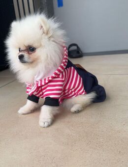 Zwergspitze pomeranian - Ahlen