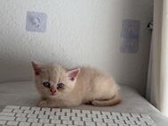 Zwei zauberhafte BKH-Babykätzchen suchen ein liebevolles Zuhause 🐾 - Bad Harzburg