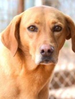 Nelly - von der Straße direkt ins Herz? - Mettmann