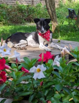 Kleiner Prinz Oreo - Kleve (Nordrhein-Westfalen)