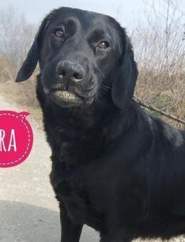 Ira eine zarte Hündin - Mannheim