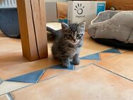 Süßer kleiner Katermischling sucht neues zu Hause - Kreischa