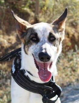 Wendy möchte ihr Herz verschenken - Laatzen