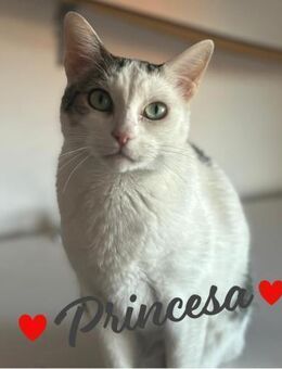Princesa eine königliche Schmusekatze - Stein-Wingert