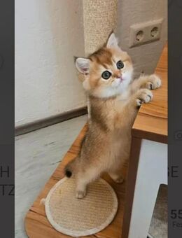 BKH GOLDENE REINRASSIGE KATZEN - Hamburg Harburg